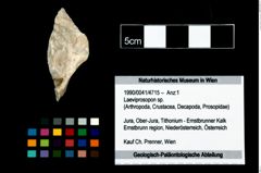 Foto (Objekt + Etikett) von Laeviprosopon sp.  (NHMW-GEO-1990-0041-4715)